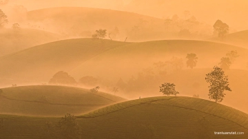 Foggy Long Coc Tea Hills