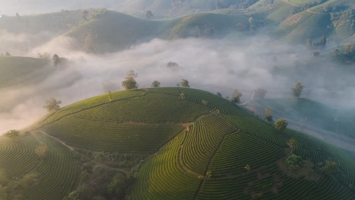 Long Coc Tea Hills 2025