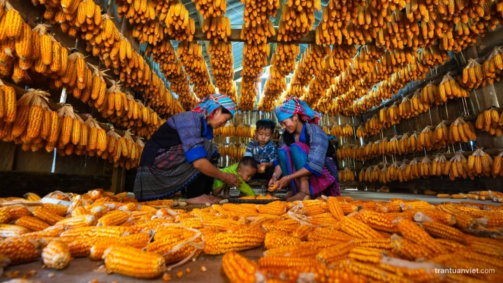 Corn House