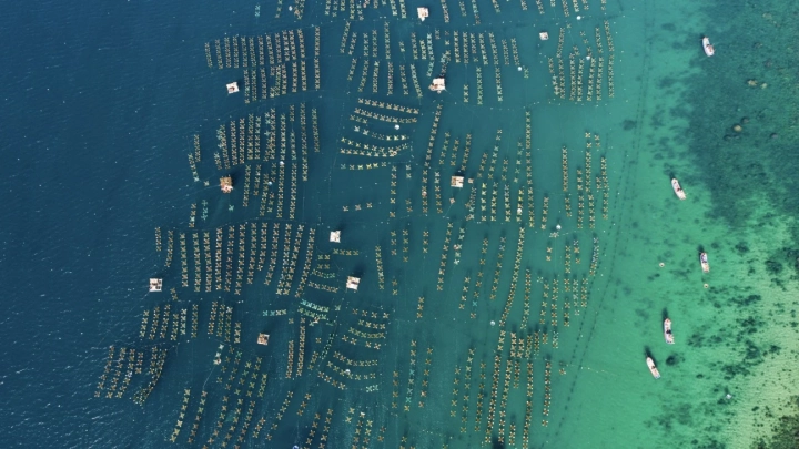 Lobster Cage Phu Yen