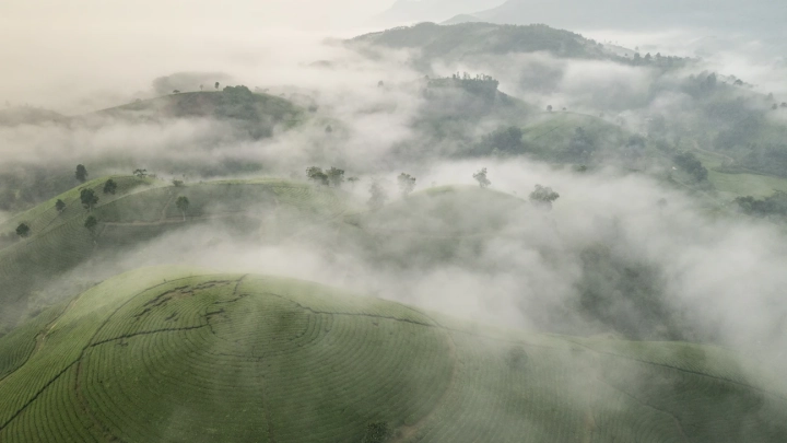 Long Coc Tea Hills In Mist