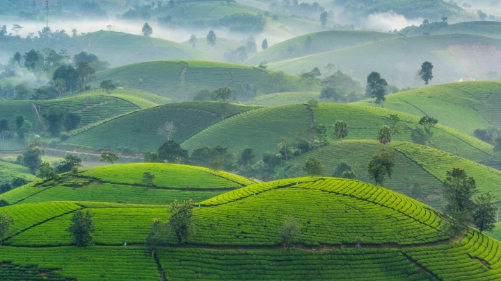 Tea Hills