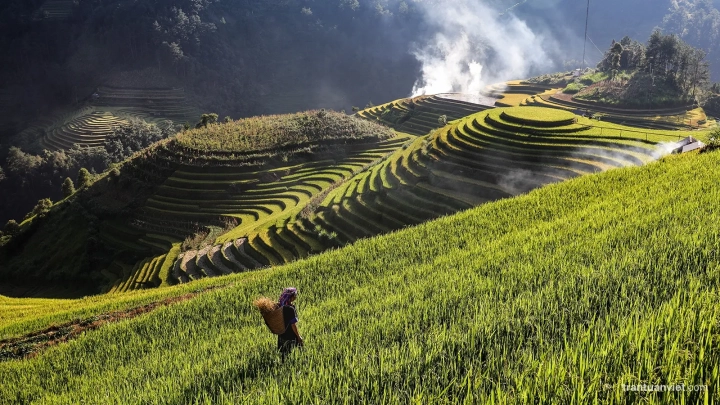 Mam Xoi in Mu Cang Chai, VN009