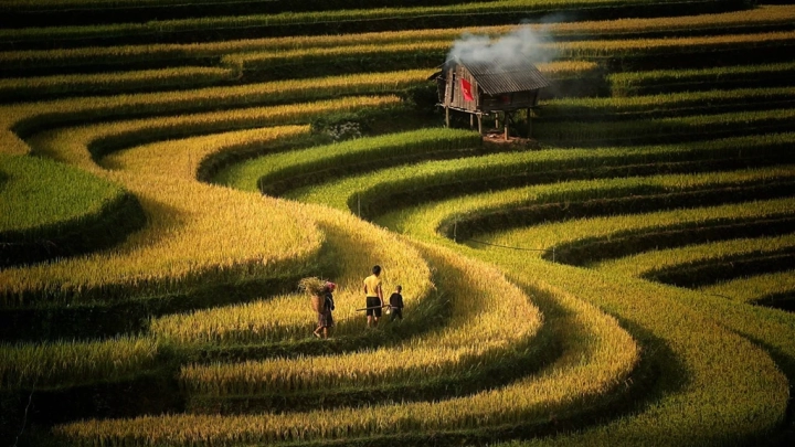 Mu Cang Chai Curves Rice Terraces