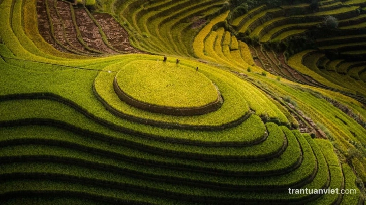 Rice Terraces
