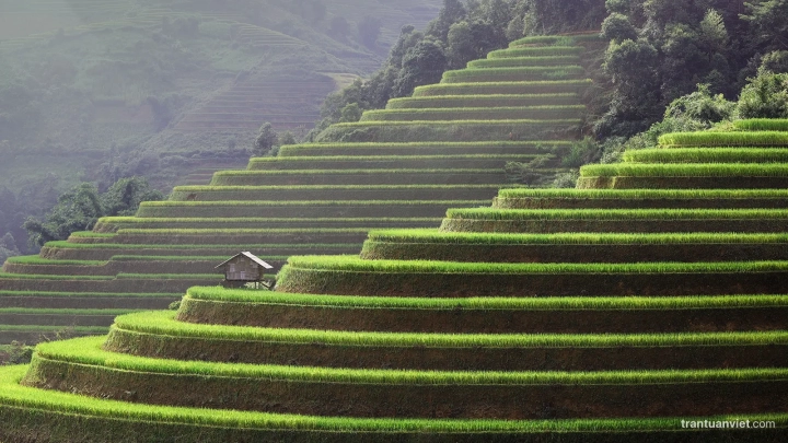 Mu Cang Chai rice terraces