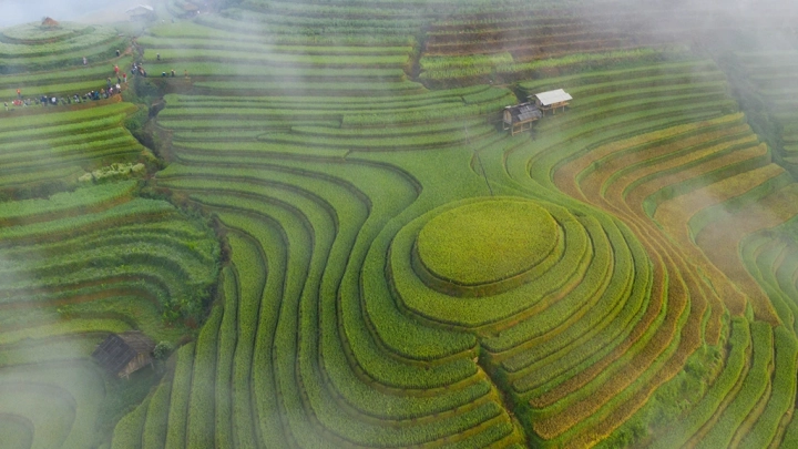 Mu Cang Chai Rice Terraces Foggy Morning