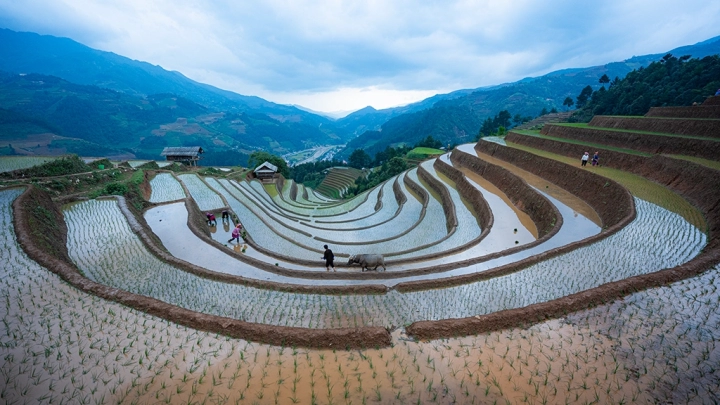 Mu Cang Chai Water Season Horse Shoe Rice Terraces