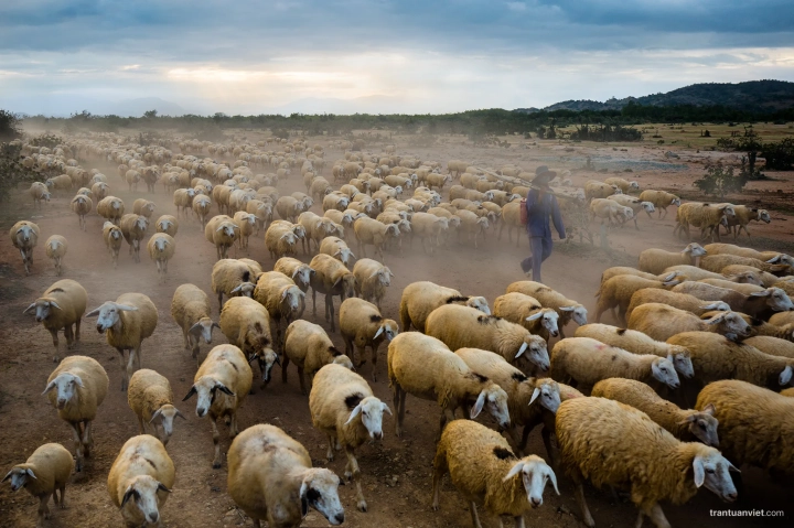 Sheep Farming In Ninh Thuan