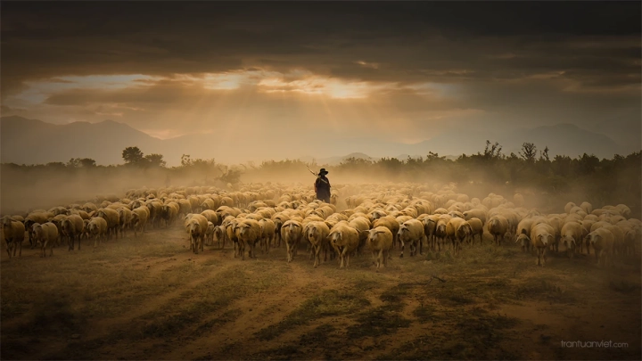 Shepherd At Dusk 2
