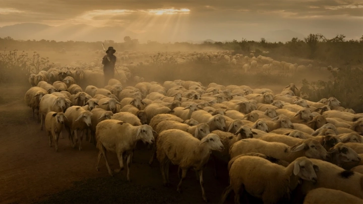 Shepherd At Dusk