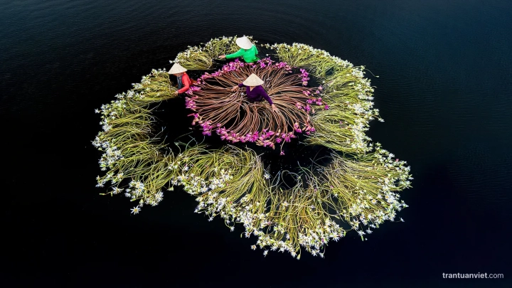Waterlily Scene Vietnam Photography Tour