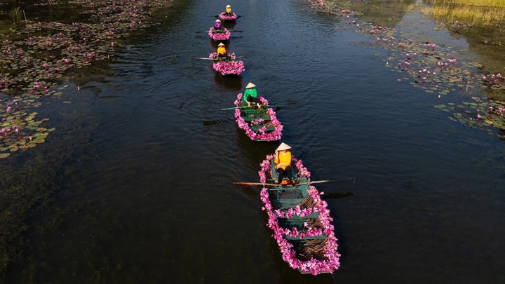 Women And Waterlily In Ninh Binh Vietnam 3